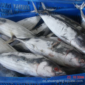 Gefrorener Fisch Thunfisch Albacore mit Größe 200-300G 300-500G